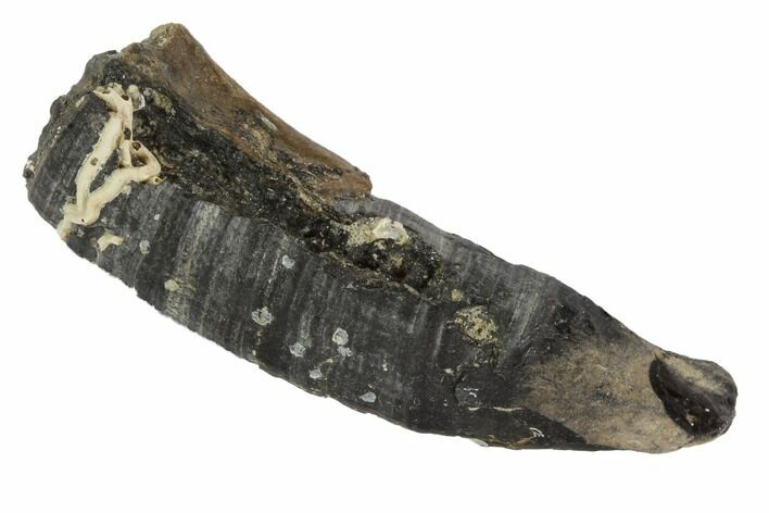 Fossil Pygmy Sperm Whale (Kogiopsis) Tooth #90417